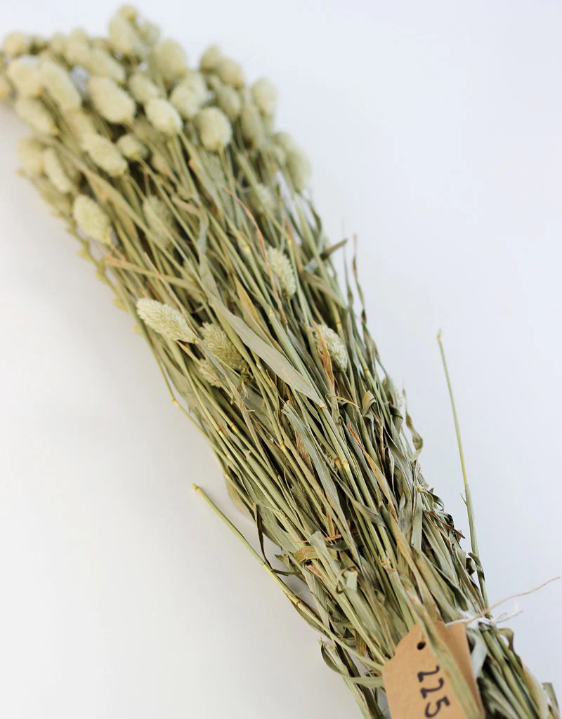 Dried Phalaris - Natural Bunch, 100 grams, 70 cm - Image 4