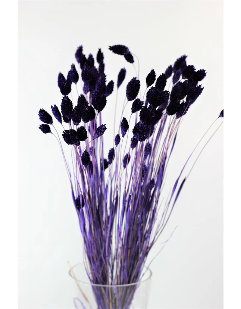 Dried Phalaris - Purple Bunch, 100 grams, 60 cm - Image 3
