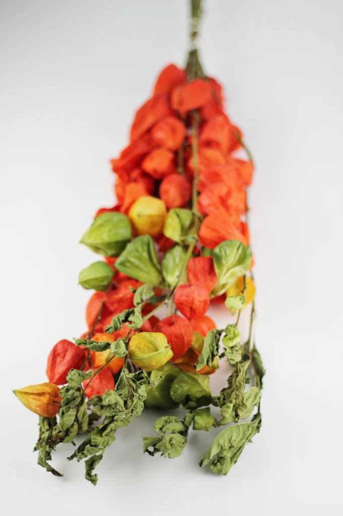 Dried Physalis (Dried Chinese Lanterns) - Natural Bunch, 10 stems 70 cm - Image 3