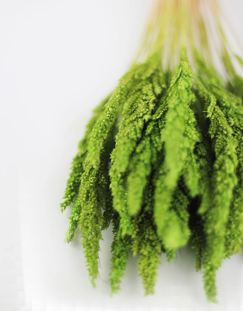 Dried Pinion Grass -  Green bunch, 60 cm - Image 3