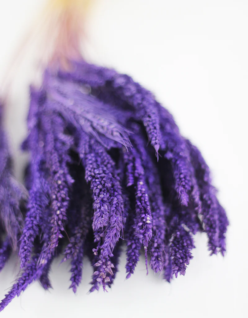 Dried Pinion Grass -  Purple bunch, 60 cm - Image 4