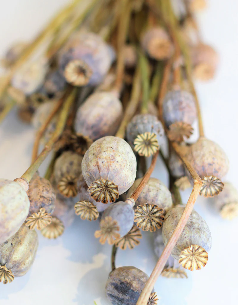 Dried Poppy Heads - Natural Bunch, 60 cm, 150g - Image 3
