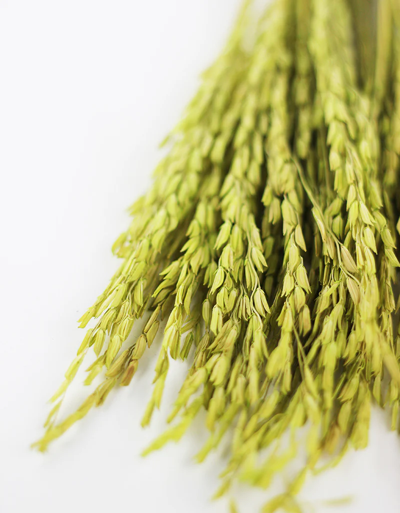 Dried Rice Flowers - Green, 55 cm - Image 3