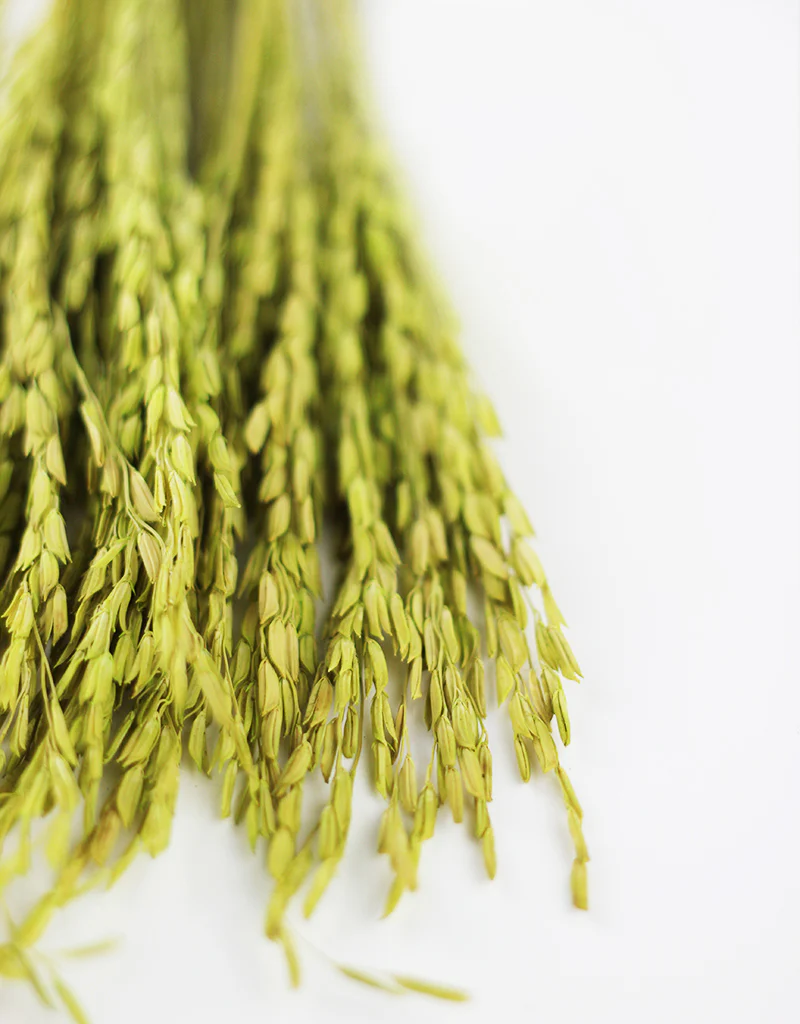 Dried Rice Flowers - Green, 55 cm - Image 4