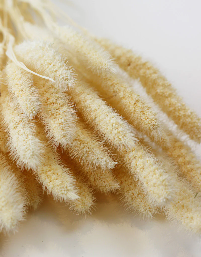 Dried Setaria - Bleached Bunch, 150 grams, 70 cm - Image 3