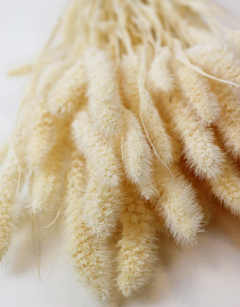 Dried Setaria - Bleached Bunch, 150 grams, 70 cm - Image 4