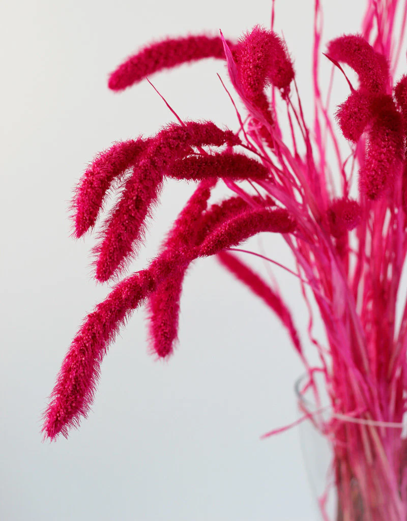 Dried Setaria - Cerise Pink Bunch, 150 grams, 70 cm - Image 3