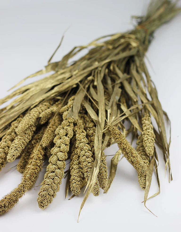 Dried Setaria - Gold Bunch,150 grams, 65 cm - Image 4