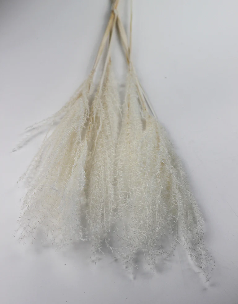 Dried Silver Grass - XL, Bleached Bunch, 5 Stems, 80 cm - Image 4