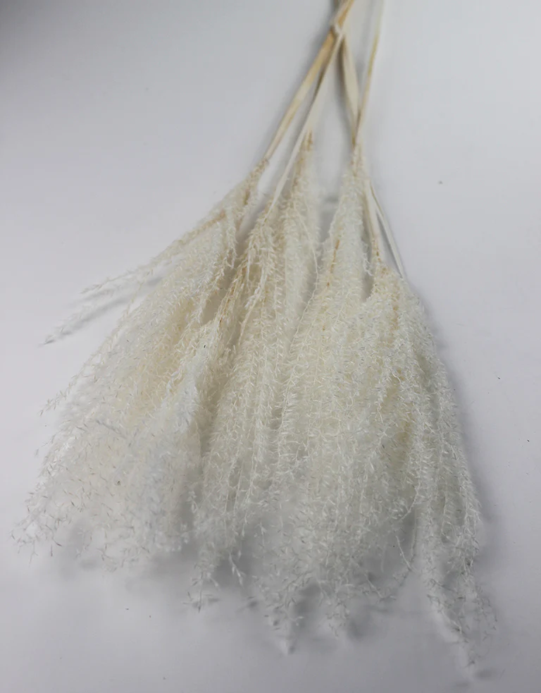 Dried Silver Grass - XL, Bleached Bunch, 5 Stems, 80 cm - Image 5