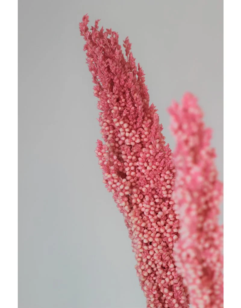 Dried Sorghum - Light Pink, 6 Stems, 70cm - Image 3