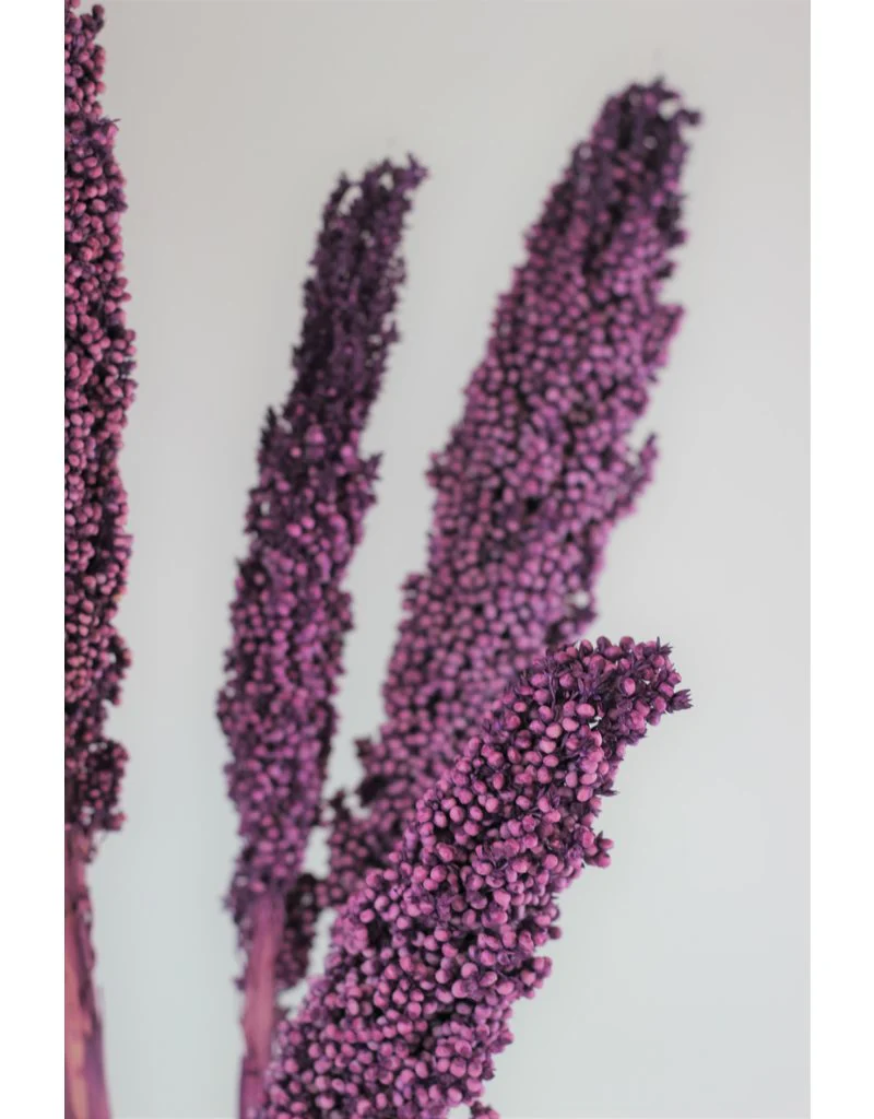 Dried Sorghum - Lilac, 6 Stems, 70 cm - Image 3