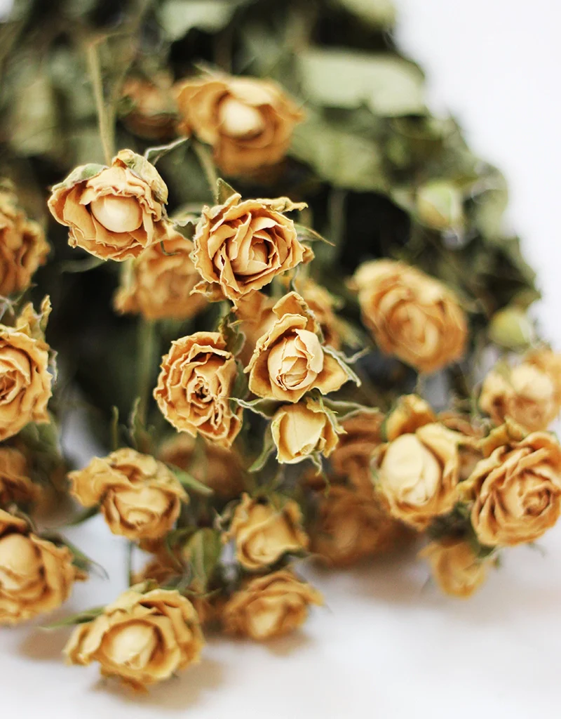 Dried Spray Roses - Cream/Ivory Bunch, 10 Stems, 50 cm - Image 3