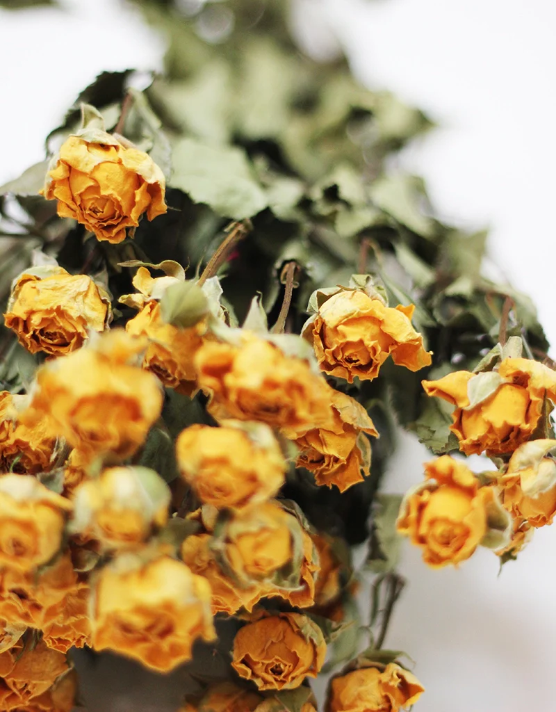 Dried Spray Roses - Yellow Bunch, 50 cm - Image 3