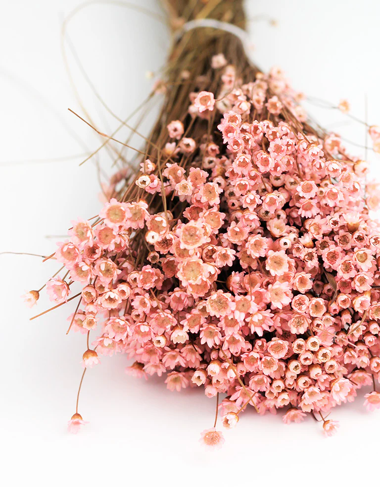 Dried Star Flower Glixia - Light Pink Bunch, 35 cm - Image 3