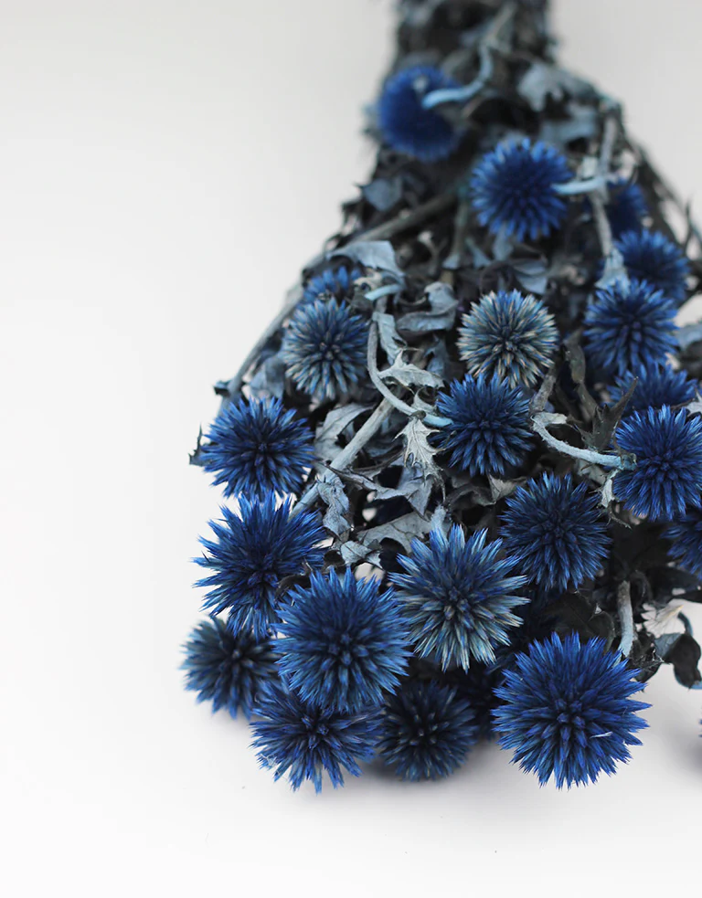 Preserved Thistle Echinops - Blue Bunch, 60 cm - Image 3