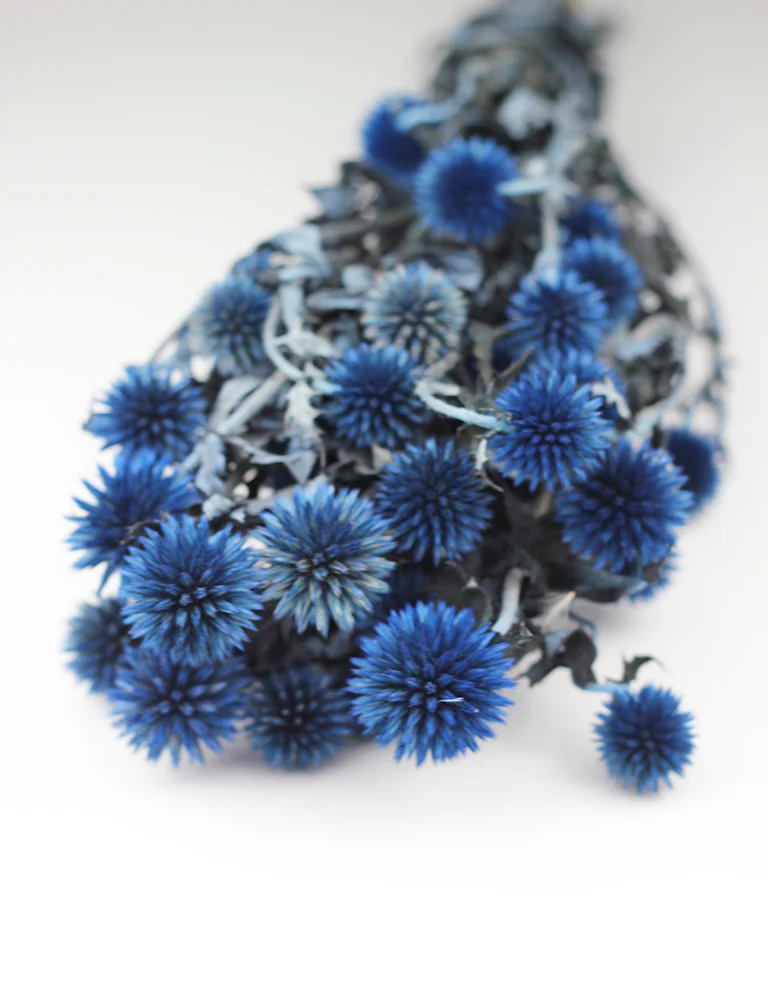 Preserved Thistle Echinops - Blue Bunch, 60 cm - Image 4