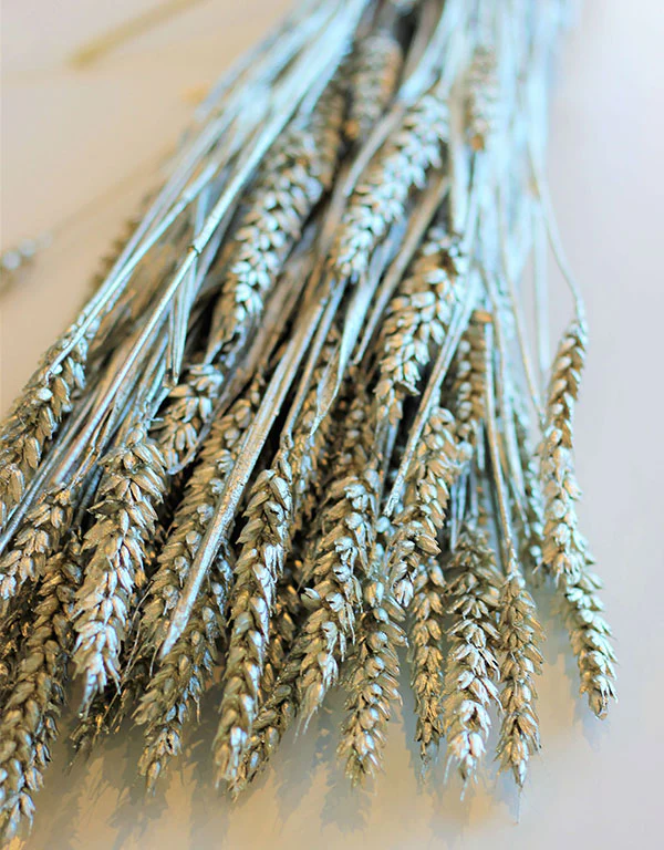 Dried Triticum (Wheat) - Platinum Bunch, 70 cm - Image 3