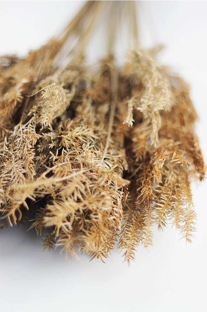 Dried Umbrella Fern - Natural bunch, 60 cm - Image 3