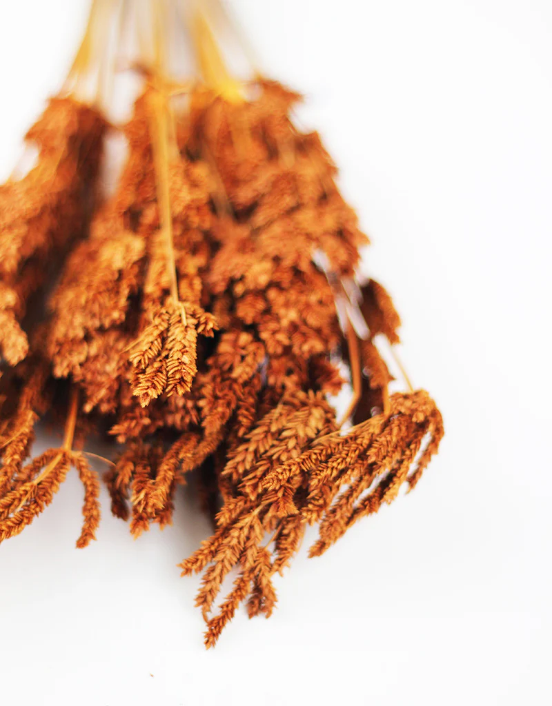 Dried Umbrella Sedge Bunch - Burnt Orange/ Brown, 55 cm - Image 3