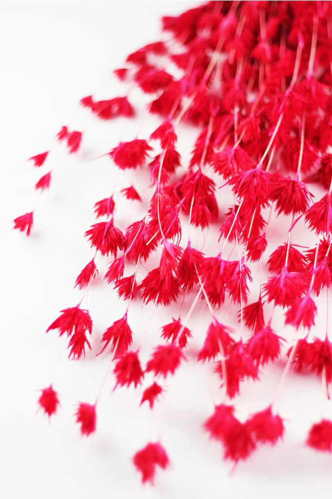 Dried Weeping Bamboo - Red/Cerise Pink Bunch, 60 cm - Image 3