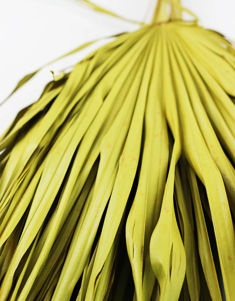 Large Dried Chamaerops Palm - Ocher Yellow, 8 Stems, 70 cm - Image 4