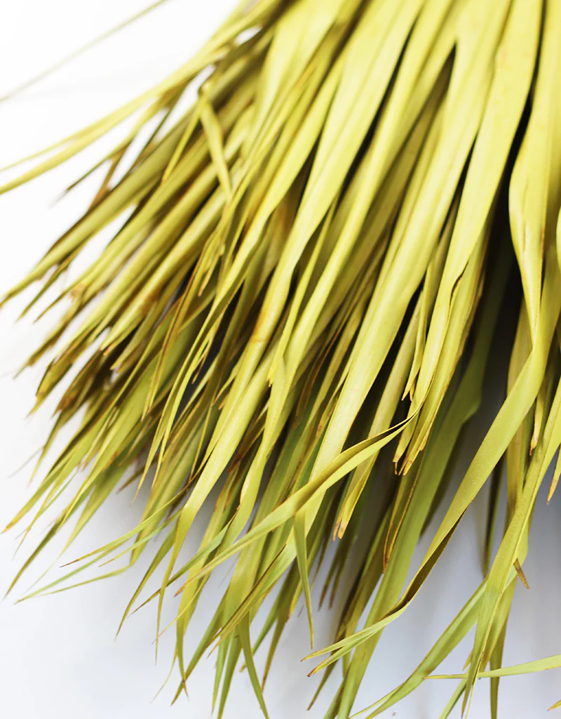 Large Dried Chamaerops Palm - Ocher Yellow, 8 Stems, 70 cm - Image 5