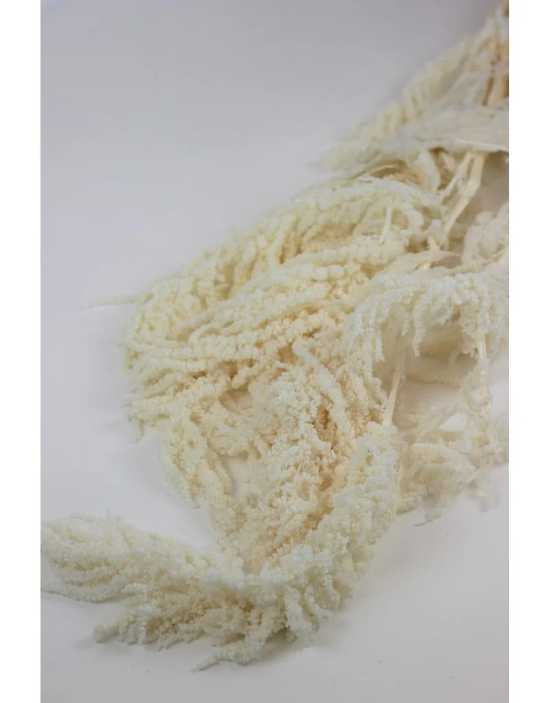 Preserved Amaranthus Flowers - Bleached Bunch, 65 cm - Image 3