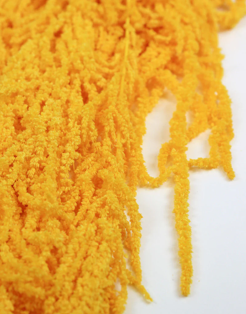 Preserved Amaranthus Caudatus - Yellow, 150 Gr/Bunch, 70 cm - Image 4