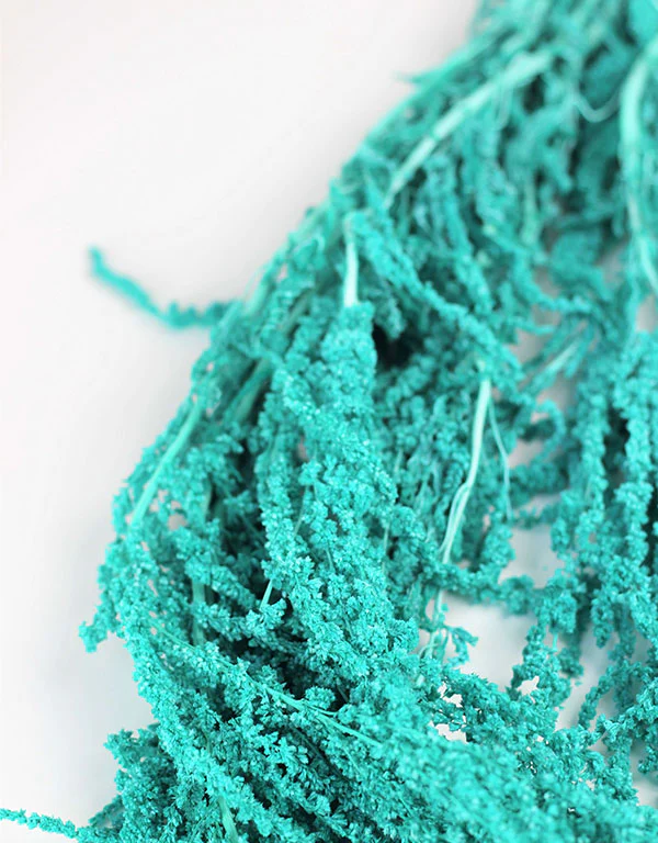 Preserved Amaranthus Caudatus - Aqua Blue Bunch, 70 cm - Image 3