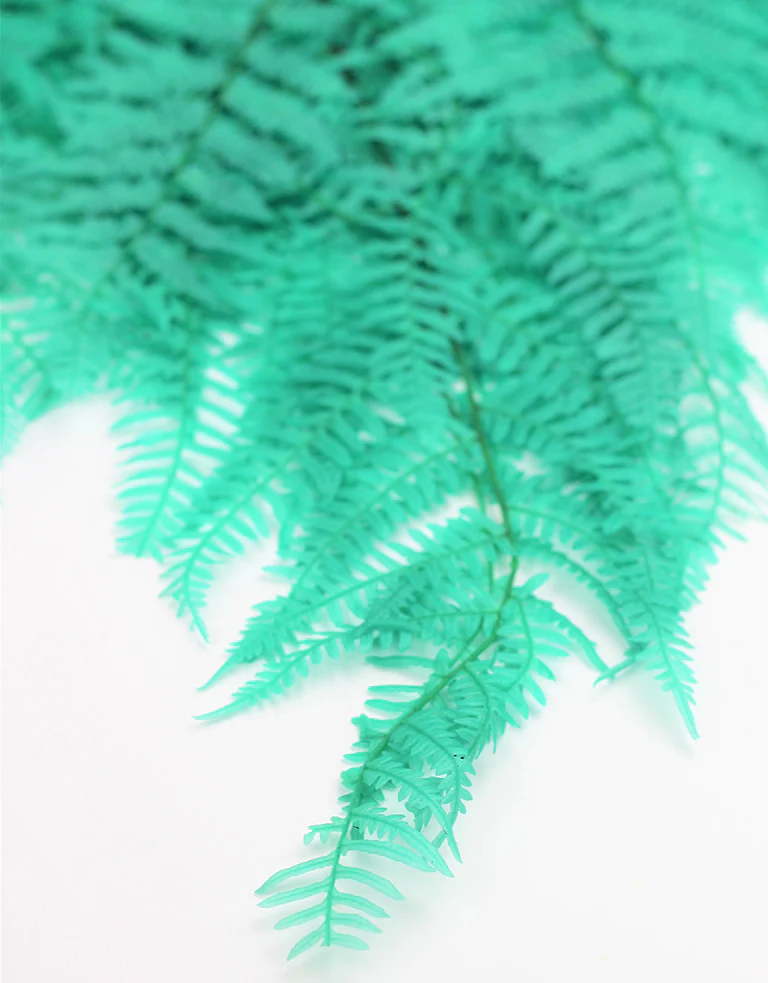 Preserved Bracken Fern - Aqua Bunch, 10 stems, 70 cm - Image 3