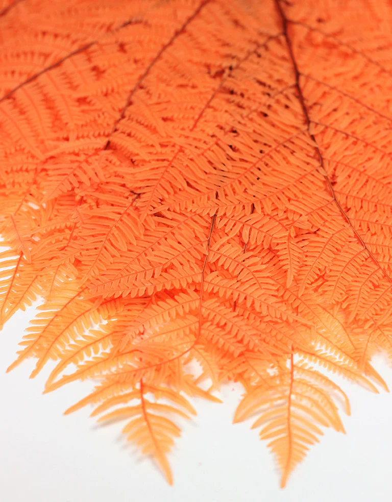 Preserved Bracken Fern - Orange Bunch, 10 stems, 60 cm - Image 3