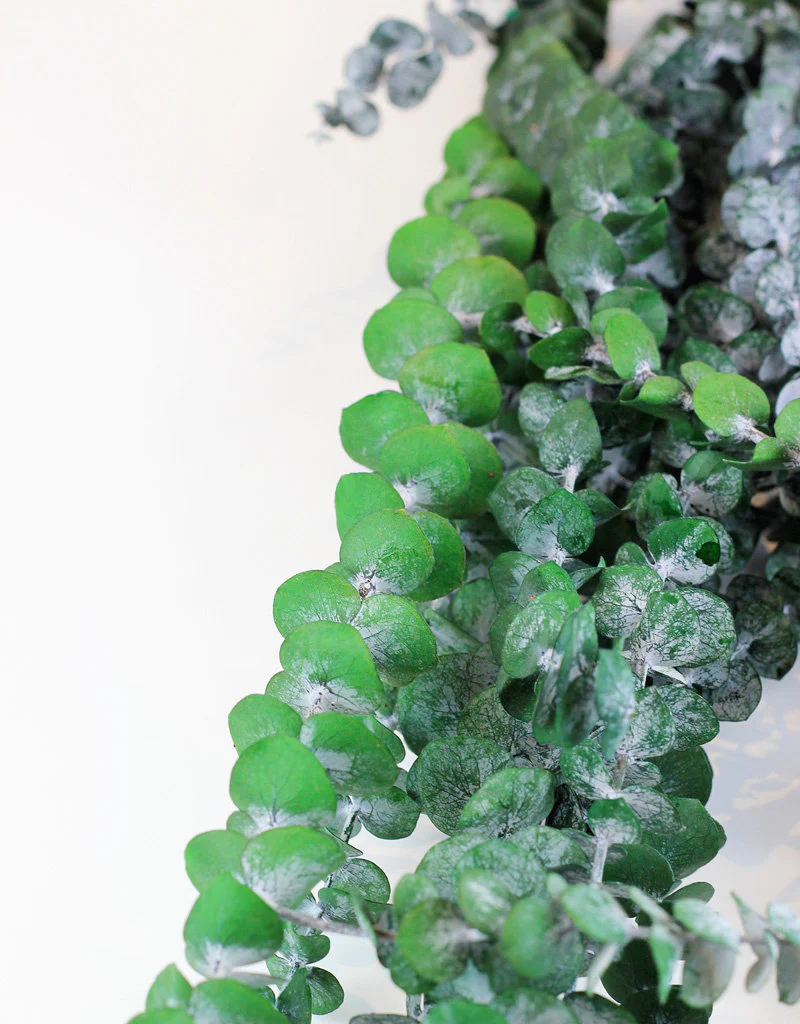 Preserved Eucalyptus - Baby Blue, Green Bunch, 60 cm - Image 4
