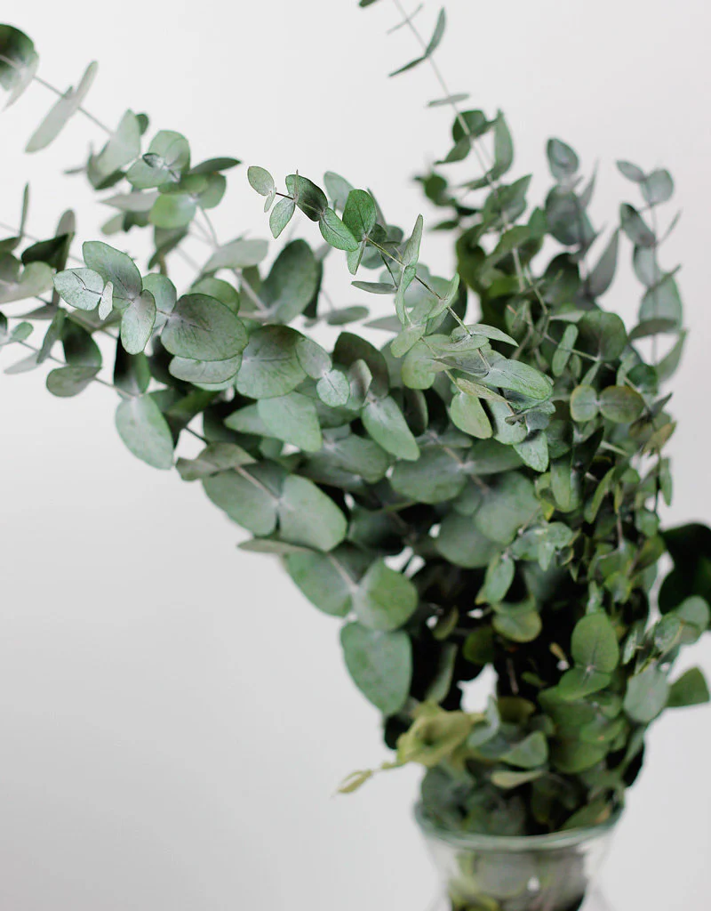Preserved Eucalyptus Stems - Cinerea Green/Grey Bunch, 60 cm - Image 3