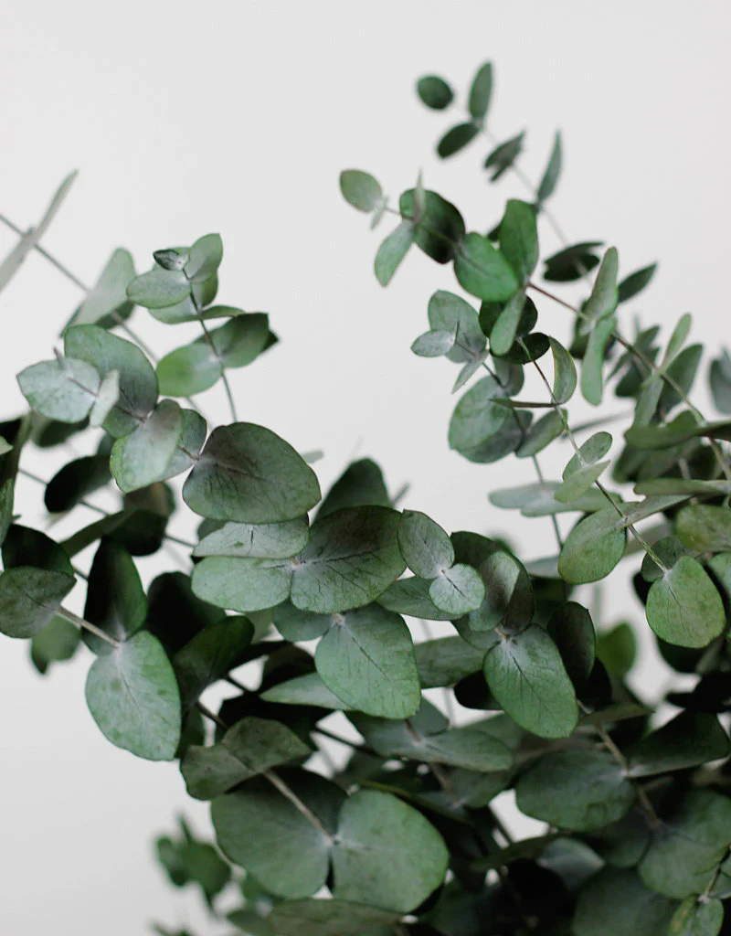 Preserved Eucalyptus Stems - Cinerea Green/Grey Bunch, 60 cm - Image 4
