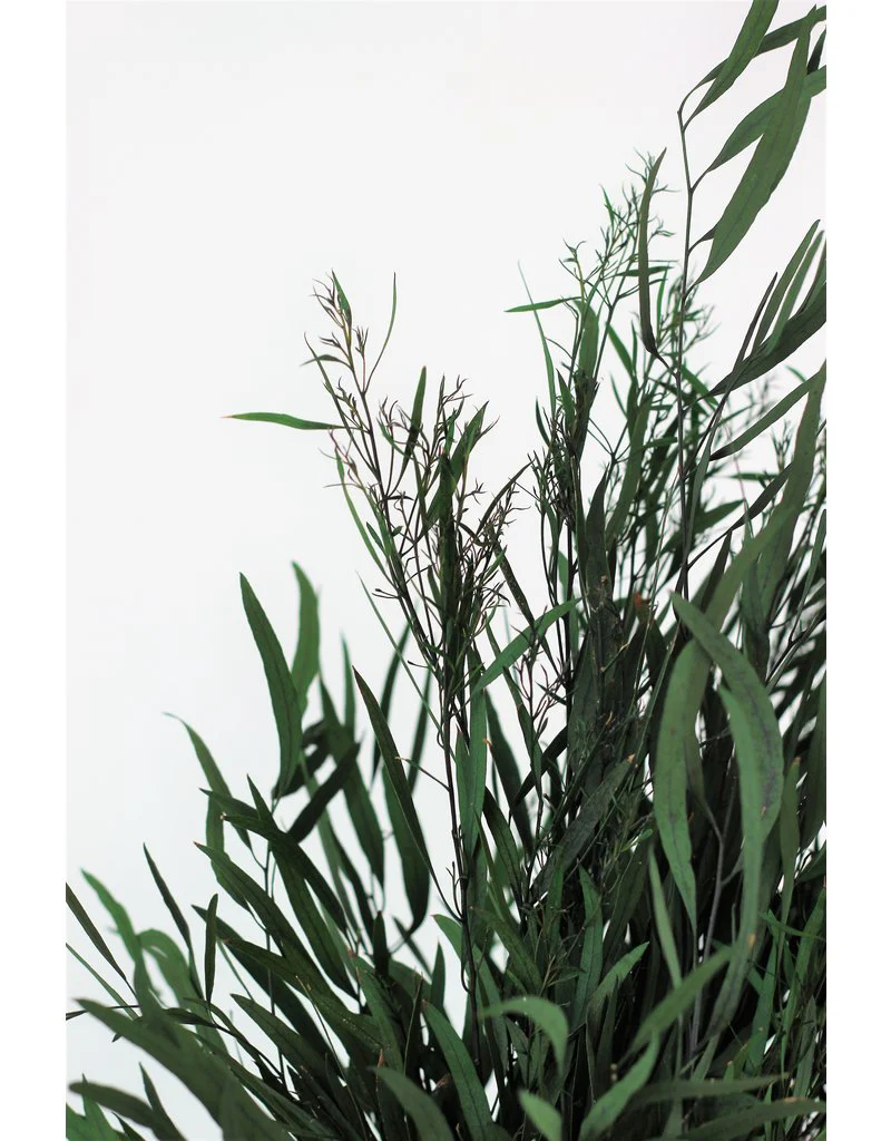 Preserved Eucalyptus Nicoli Stems - Green Bunch, 60 cm - Image 3