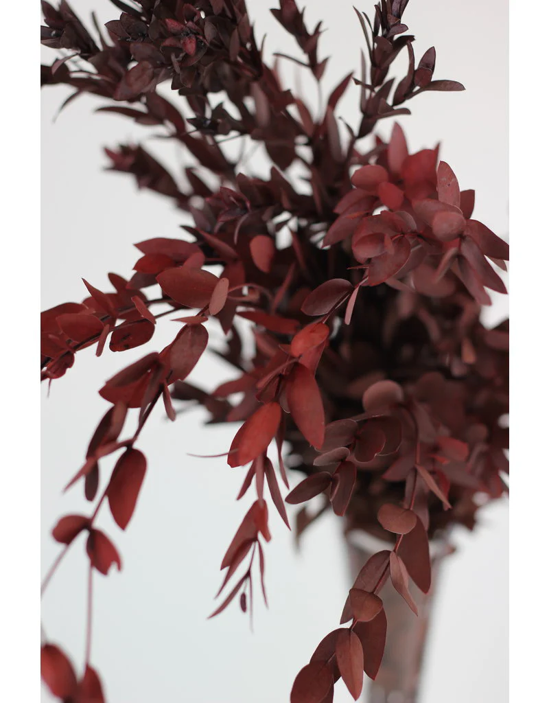 Preserved Eucalyptus Parvifolia- Red Bunch, 60 cm - Image 3