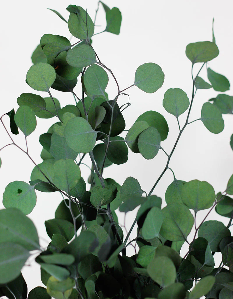 Preserved Eucalyptus Populus Stems - Green Bunch, 70 cm - Image 3
