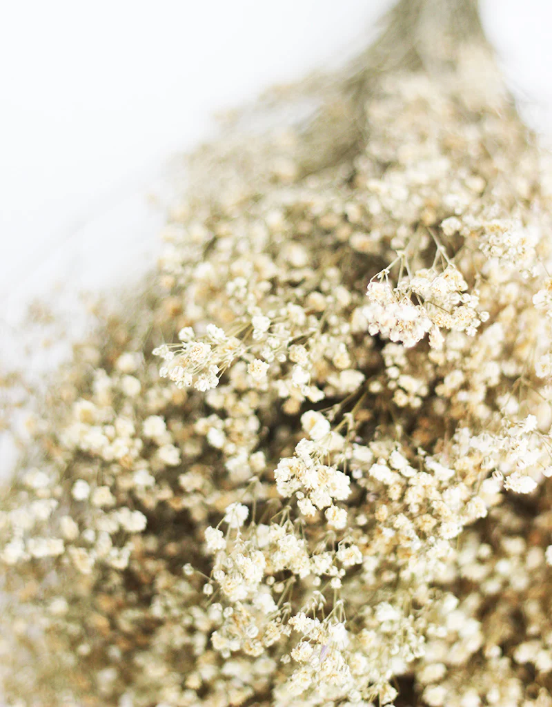 Preserved Gypsophila Flowers - Natural Variety bouquet, 200 grams, 70 cm - Image 4