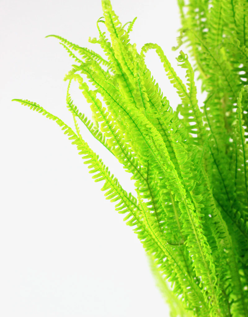 Preserved Helecho - Apple Green Bunch, 75 cm - Image 3