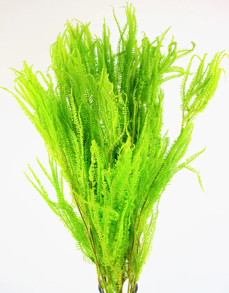 Preserved Helecho - Apple Green Bunch, 75 cm - Image 4