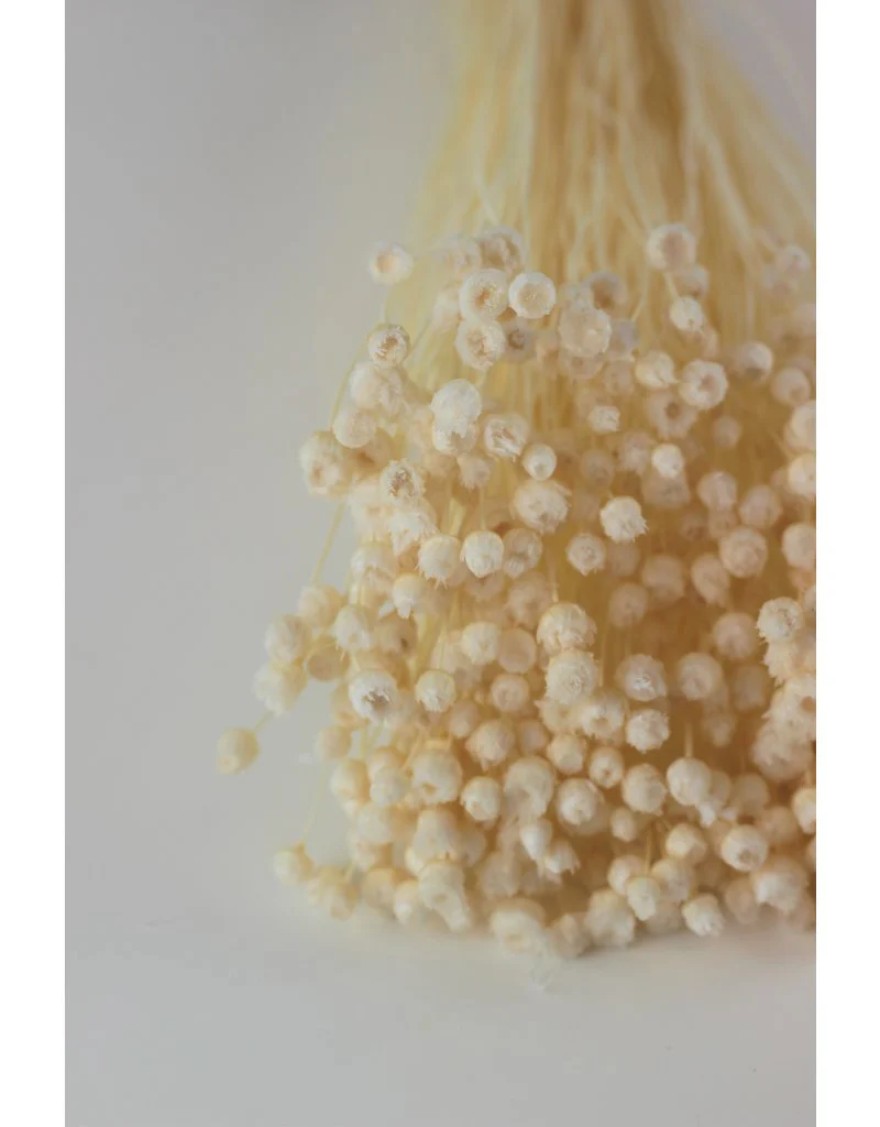 Preserved Jazilda - Bleached Bunch, 50 cm - Image 3