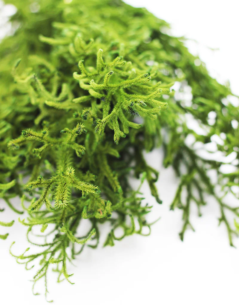 Preserved Licopodium - Forest Green Bunch, 60 cm - Image 3
