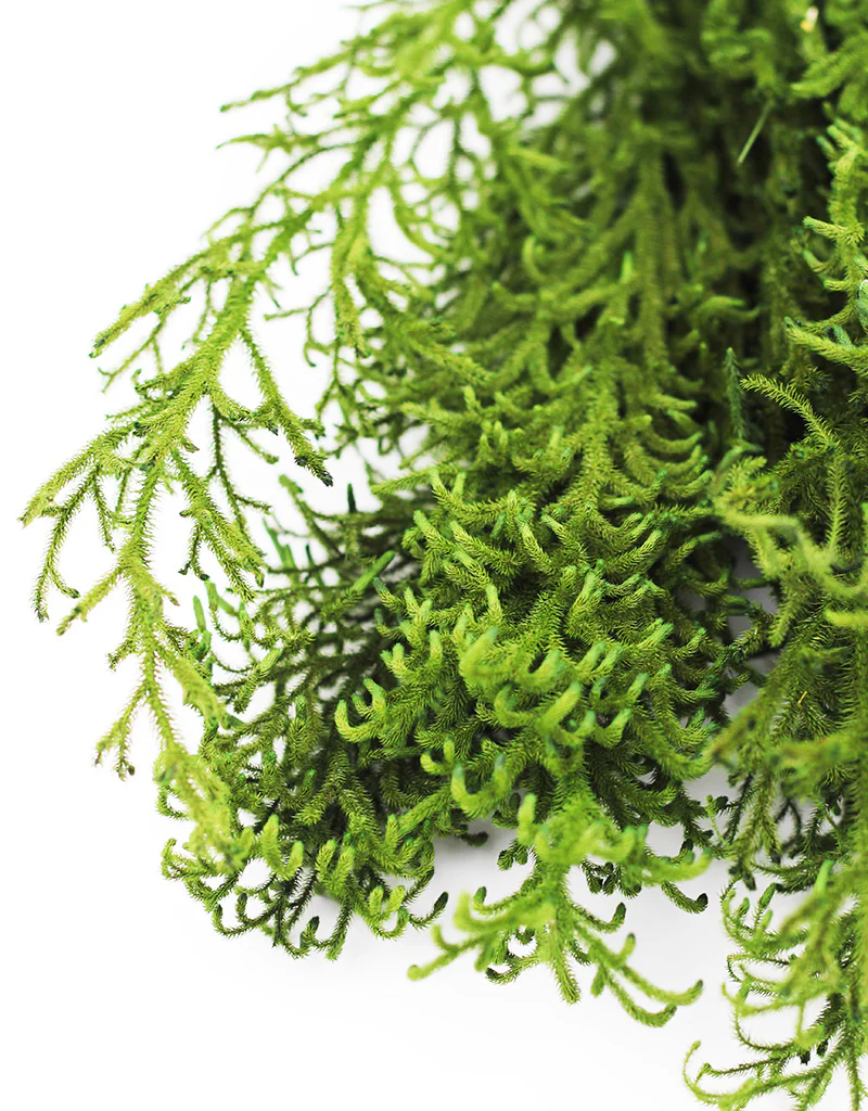 Preserved Licopodium - Forest Green Bunch, 60 cm - Image 4