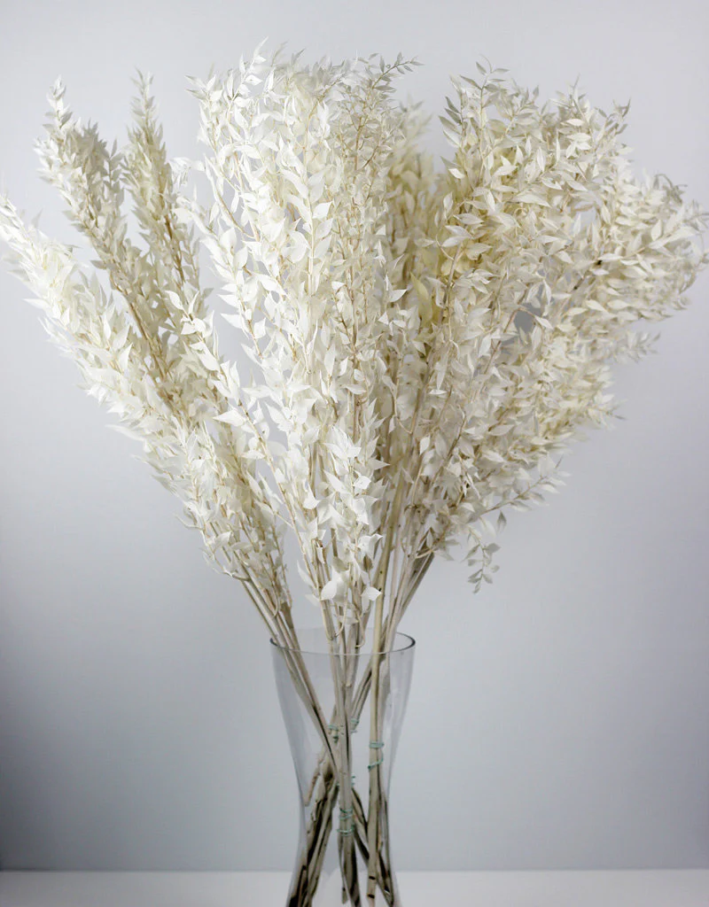 Preserved Ruscus Stems - Bleached Bunch, 5 Stems, 65 cm - Image 3