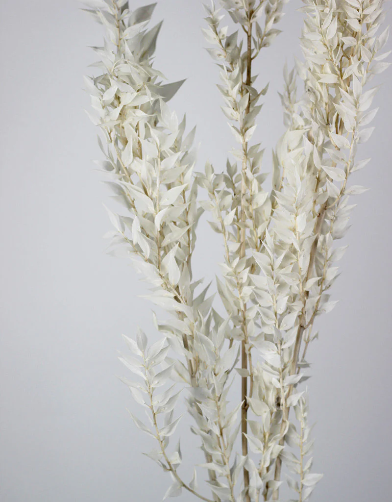 Preserved Ruscus Stems - Bleached Bunch, 5 Stems, 65 cm - Image 4