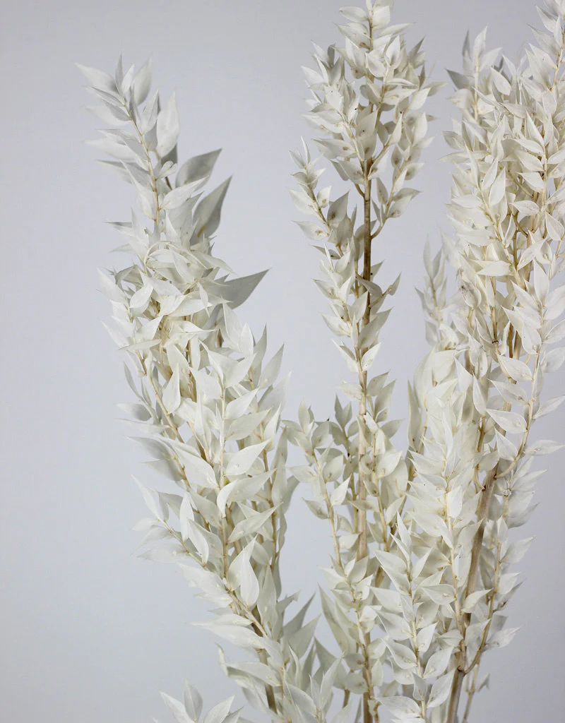 Preserved Ruscus Stems - Bleached Bunch, 5 Stems, 65 cm - Image 5